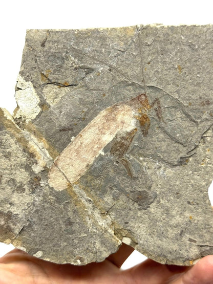 Large Jurassic Grasshopper Insect Fossil from Daohugou Biota, Inner Mongolia, China (2.58") - FossilsAndMore