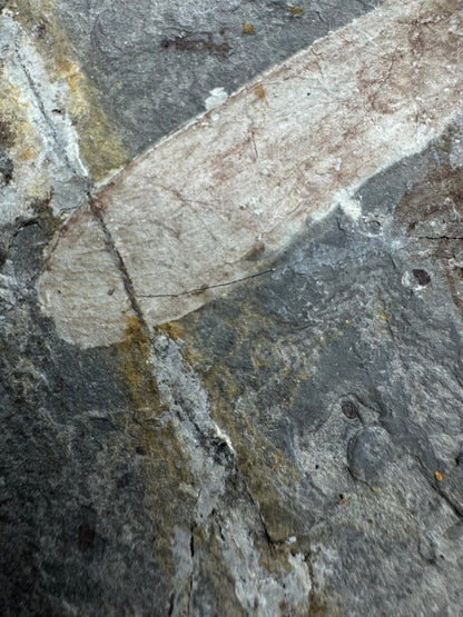 Large Jurassic Grasshopper Insect Fossil from Daohugou Biota, Inner Mongolia, China (2.58") - FossilsAndMore