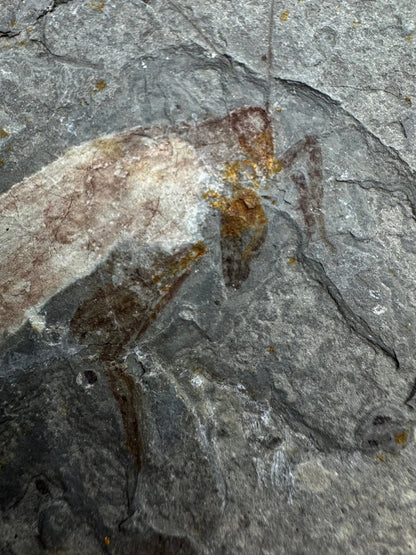 Large Jurassic Grasshopper Insect Fossil from Daohugou Biota, Inner Mongolia, China (2.58") - FossilsAndMore