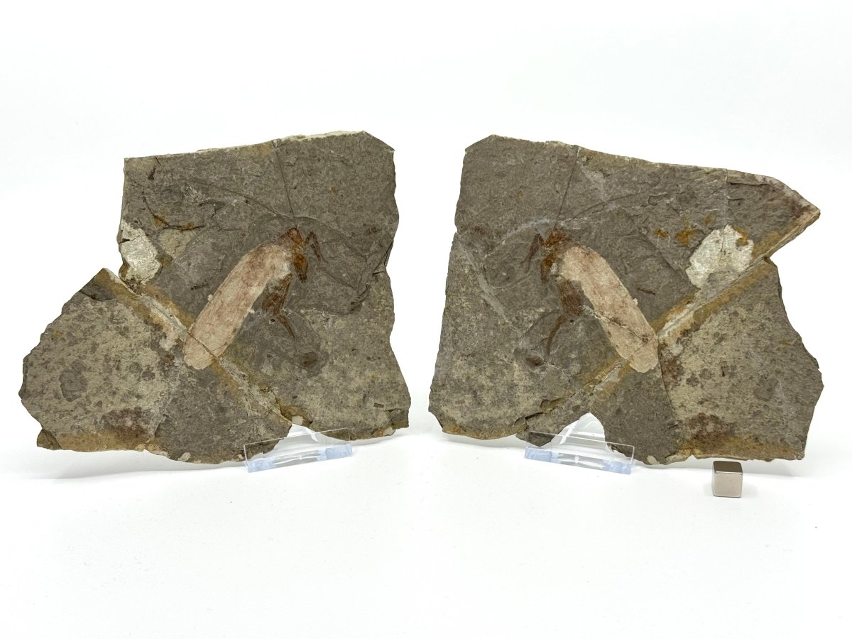 Large Jurassic Grasshopper Insect Fossil from Daohugou Biota, Inner Mongolia, China (2.58") - FossilsAndMore