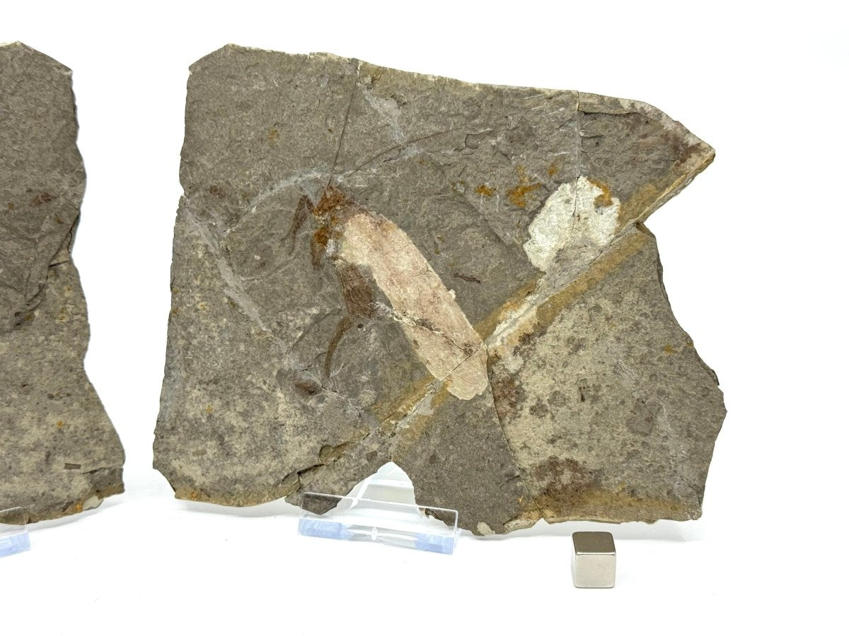 Large Jurassic Grasshopper Insect Fossil from Daohugou Biota, Inner Mongolia, China (2.58") - FossilsAndMore