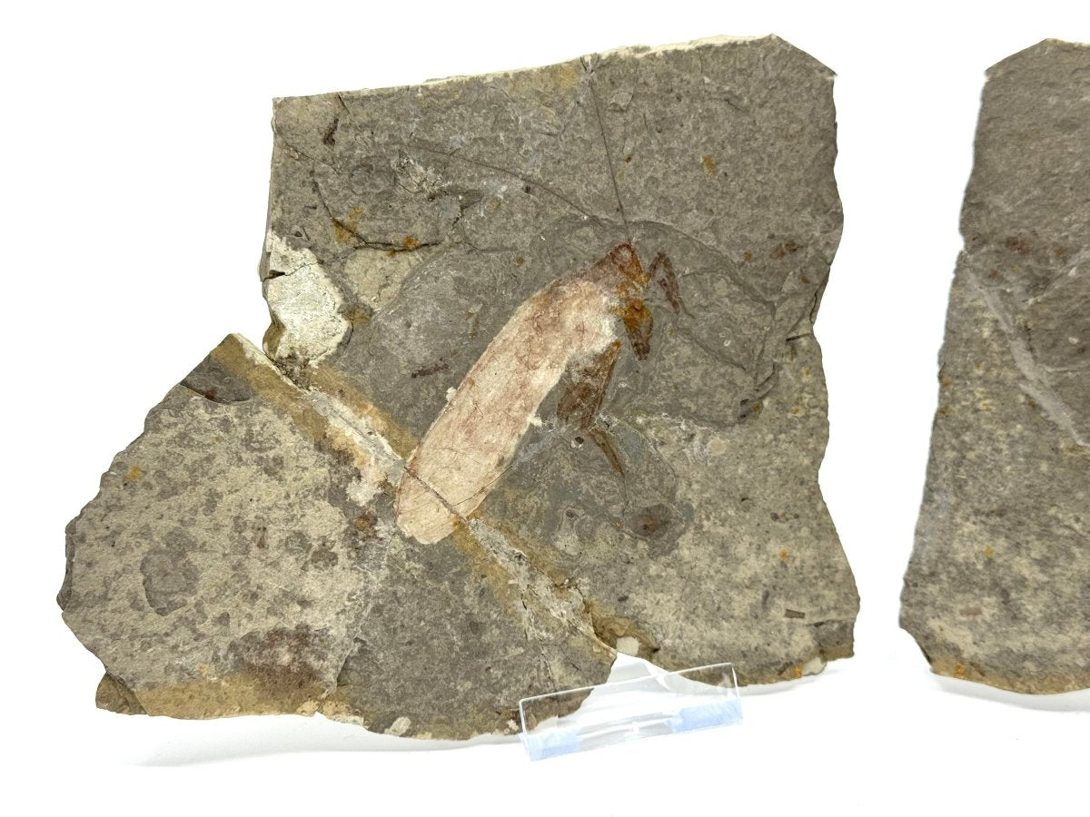 Large Jurassic Grasshopper Insect Fossil from Daohugou Biota, Inner Mongolia, China (2.58") - FossilsAndMore