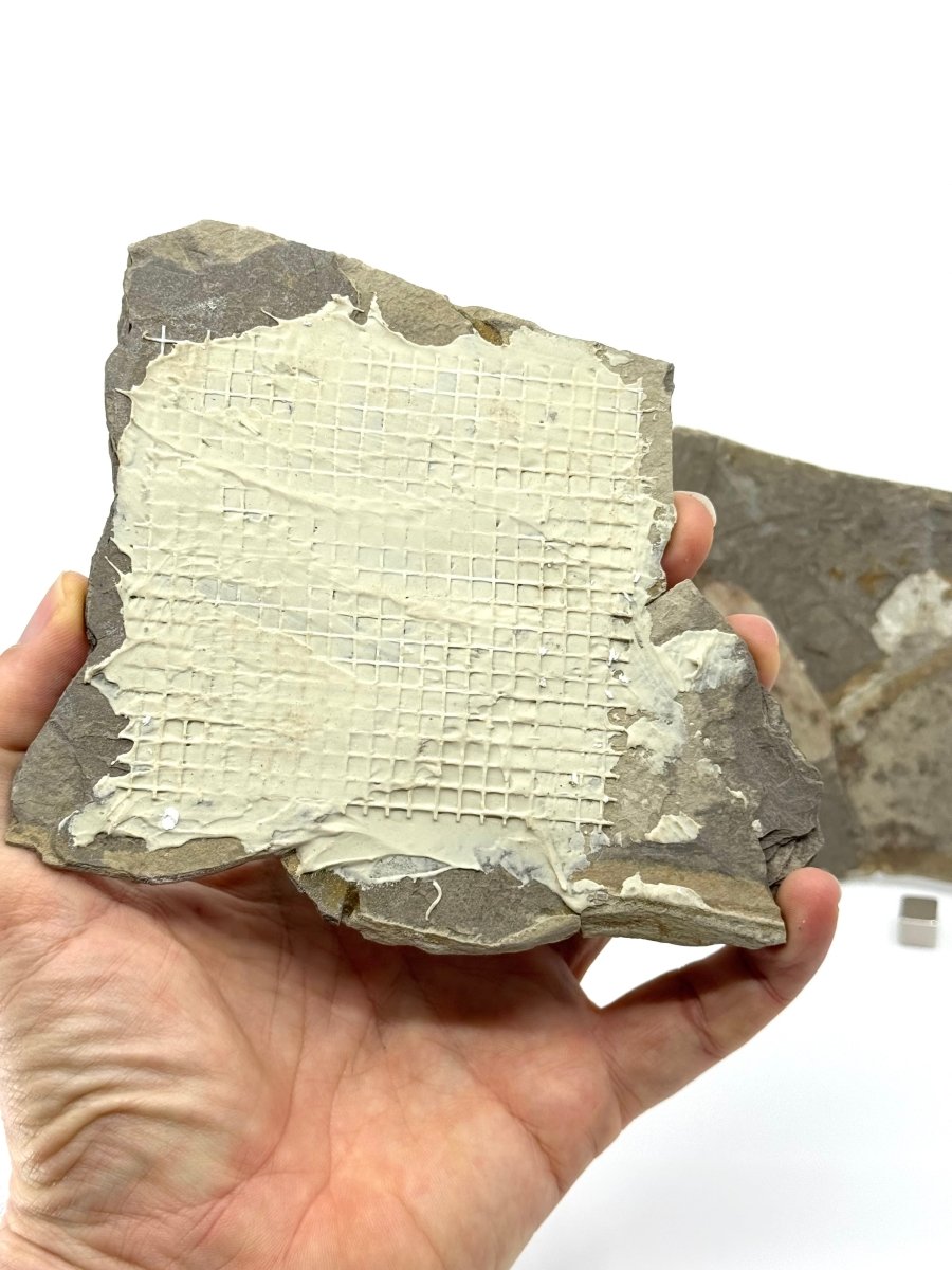 Large Jurassic Grasshopper Insect Fossil from Daohugou Biota, Inner Mongolia, China (2.58") - FossilsAndMore