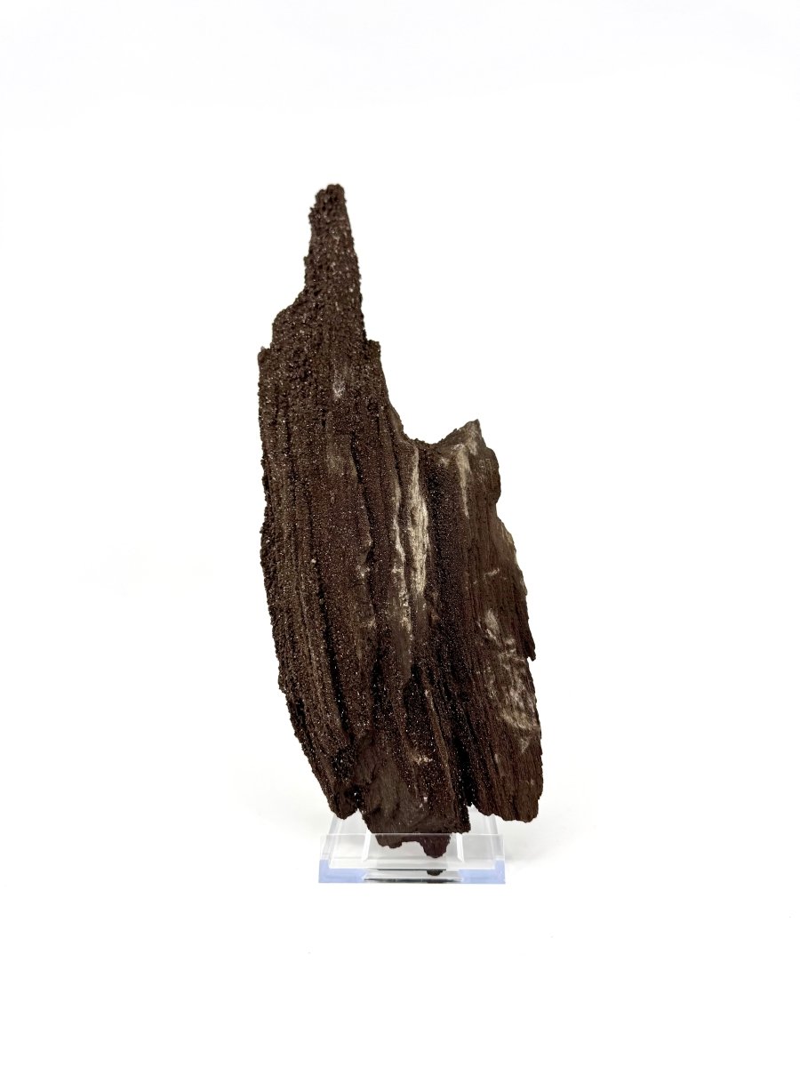 Large Permineralized Wood Covered In Druzy Quartz from Germany (611 Grams) - FossilsAndMore