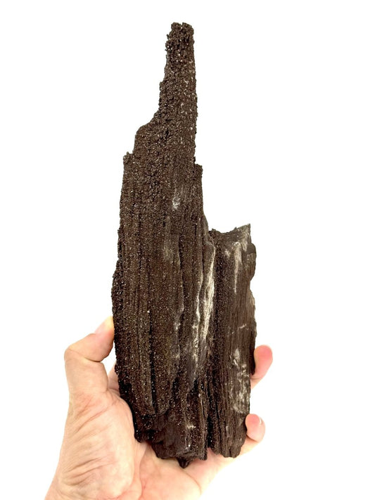 Large Permineralized Wood Covered In Druzy Quartz from Germany (611 Grams) - FossilsAndMore