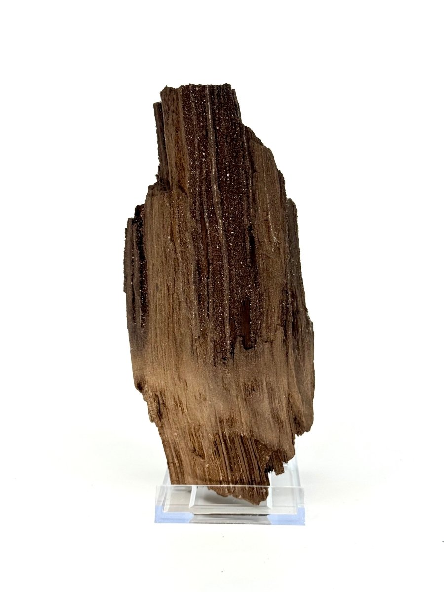 Large Permineralized Wood Covered In Druzy Quartz from Germany (669 Grams) - FossilsAndMore