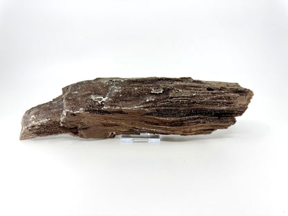 Large Permineralized Wood Covered In Druzy Quartz from Germany (759 Grams) - FossilsAndMore