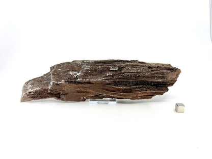 Large Permineralized Wood Covered In Druzy Quartz from Germany (759 Grams) - FossilsAndMore