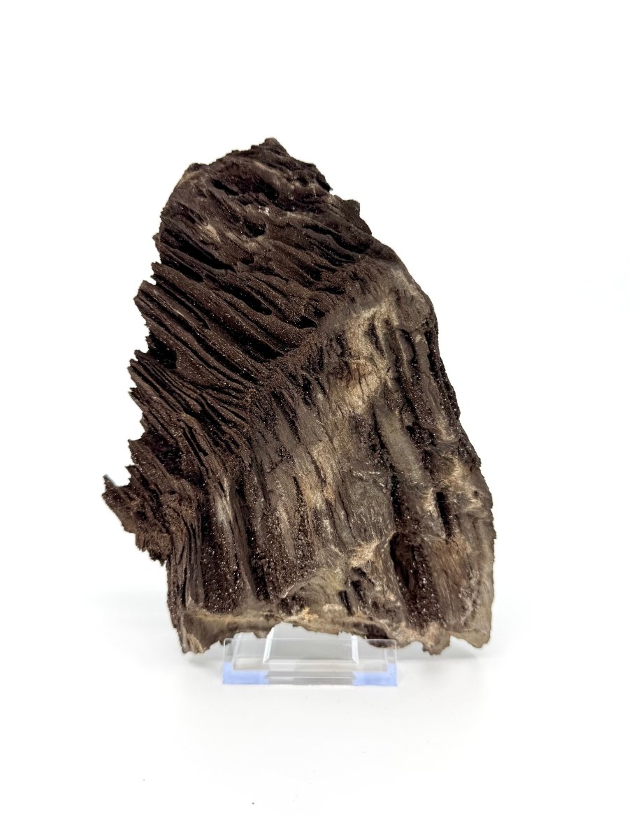 Large Permineralized Wood Covered In Druzy Quartz from Germany (919 Grams) - FossilsAndMore