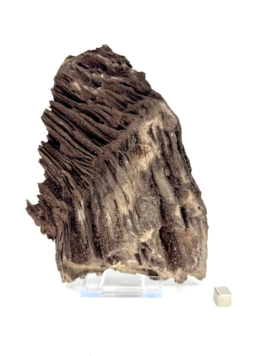 Large Permineralized Wood Covered In Druzy Quartz from Germany (919 Grams) - FossilsAndMore