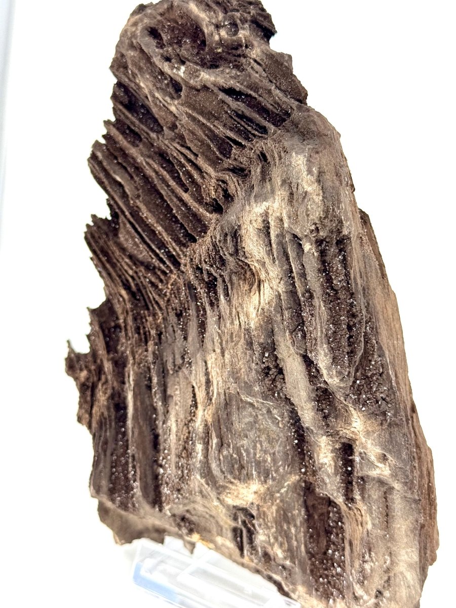Large Permineralized Wood Covered In Druzy Quartz from Germany (919 Grams) - FossilsAndMore