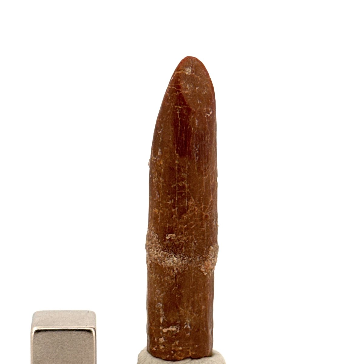 Large Rebbachisaurid Tooth Sauropod Dinosaur Fossil (1.85") - Cretaceous, Morocco - FossilsAndMore