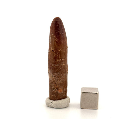 Large Rebbachisaurid Tooth Sauropod Dinosaur Fossil (1.85") - Cretaceous, Morocco - FossilsAndMore