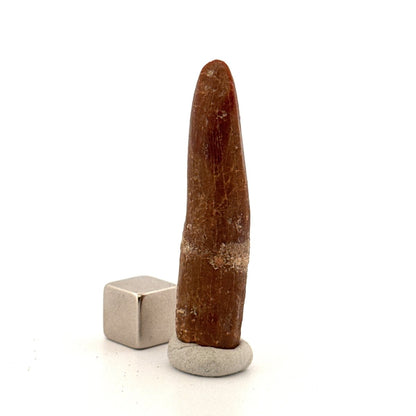 Large Rebbachisaurid Tooth Sauropod Dinosaur Fossil (1.85") - Cretaceous, Morocco - FossilsAndMore