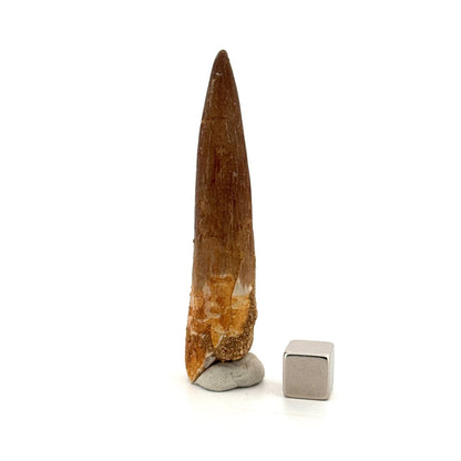 Large Zarafasaura oceanis Fossil Tooth (2.91") from Morocco - FossilsAndMore