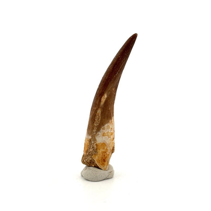 Large Zarafasaura oceanis Fossil Tooth (2.91") from Morocco - FossilsAndMore