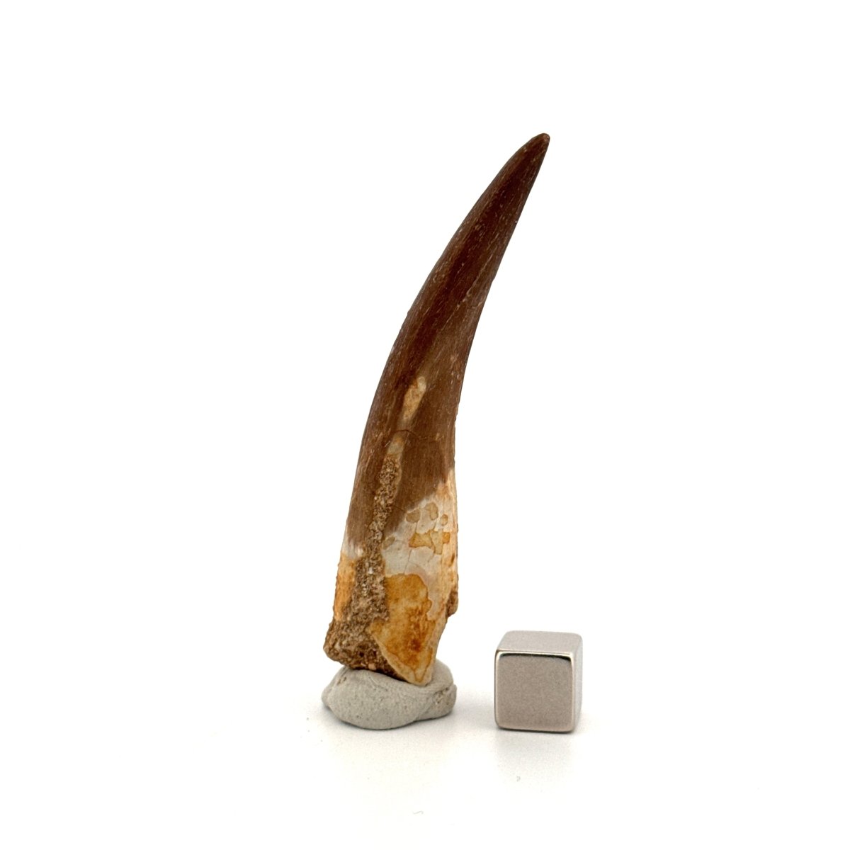 Large Zarafasaura oceanis Fossil Tooth (2.91") from Morocco - FossilsAndMore