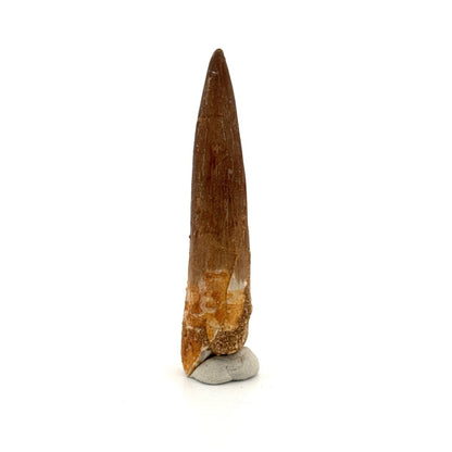 Large Zarafasaura oceanis Fossil Tooth (2.91") from Morocco - FossilsAndMore