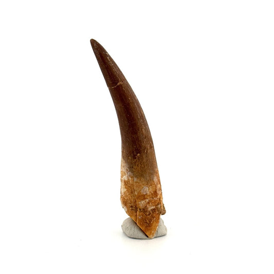 Large Zarafasaura oceanis Fossil Tooth (2.91") from Morocco - FossilsAndMore
