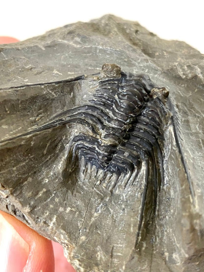 Leonaspis sp - Trilobite fossil - FossilsAndMore