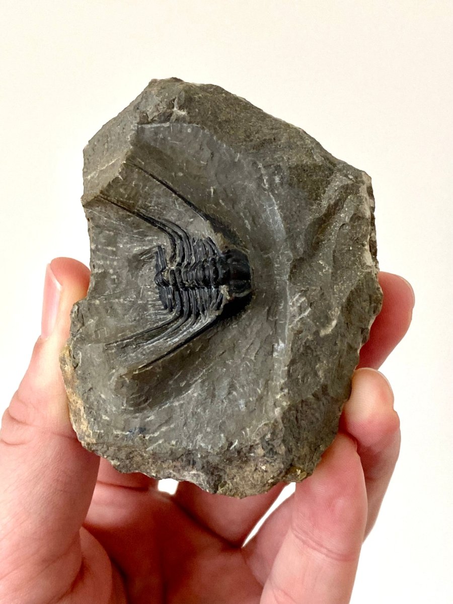 Leonaspis sp - Trilobite fossil - FossilsAndMore