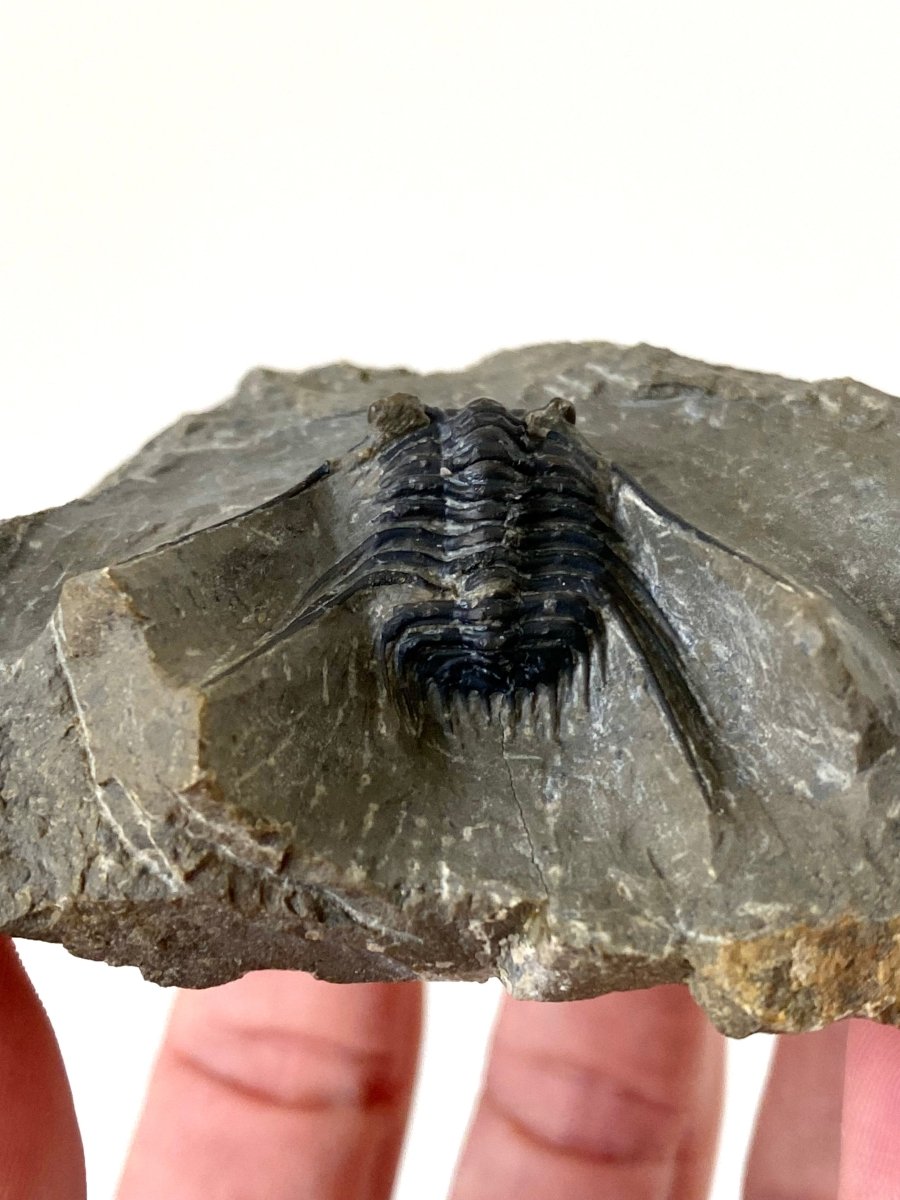 Leonaspis sp - Trilobite fossil - FossilsAndMore