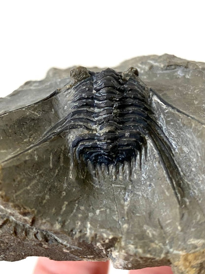 Leonaspis sp - Trilobite fossil - FossilsAndMore