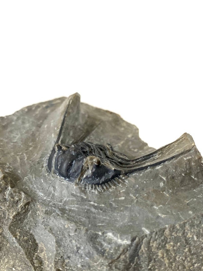 Leonaspis sp - Trilobite fossil - FossilsAndMore