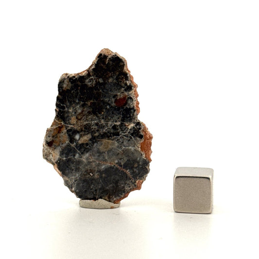 Lunar Meteorite Polished Slice | 4 Grams | Authentic Bechar 007 Moon Rock - FossilsAndMore