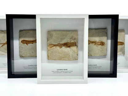 Lycoptera davidi Fish Fossil from China in Large Deep Box Frame - FossilsAndMore
