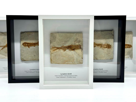 Lycoptera davidi Fish Fossil from China in Large Deep Box Frame - FossilsAndMore
