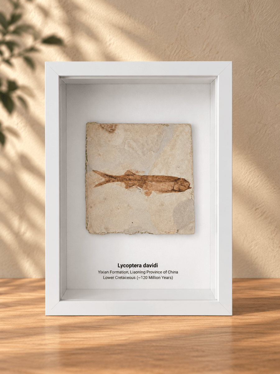 Lycoptera davidi Fish Fossil from China in Large Deep Box Frame - FossilsAndMore