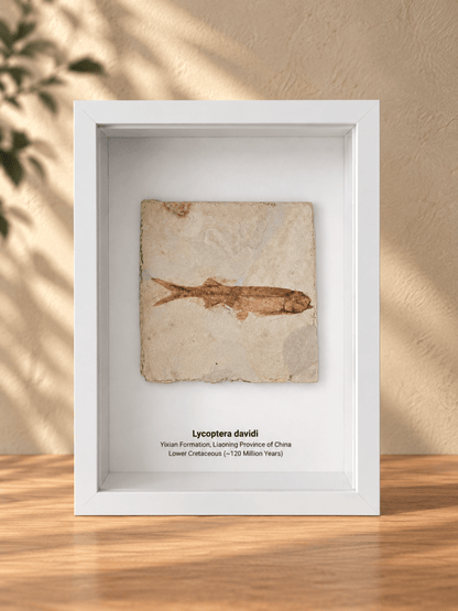 Lycoptera davidi Fish Fossil from China in Large Deep Box Frame - FossilsAndMore