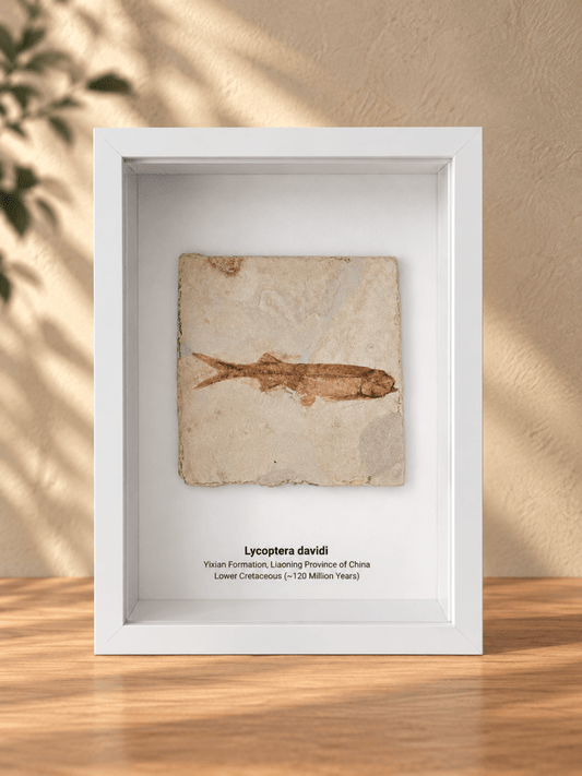 Lycoptera davidi Fish Fossil from China in Large Deep Box Frame - FossilsAndMore