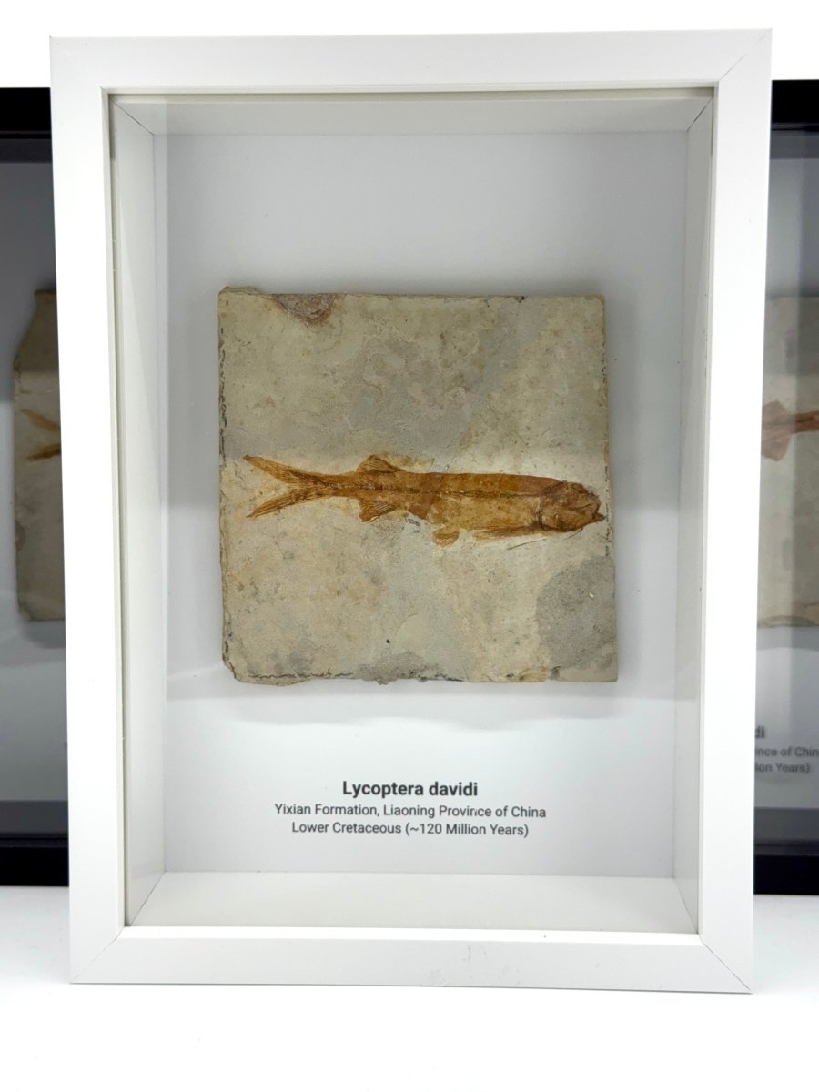 Lycoptera davidi Fish Fossil from China in Large Deep Box Frame - FossilsAndMore