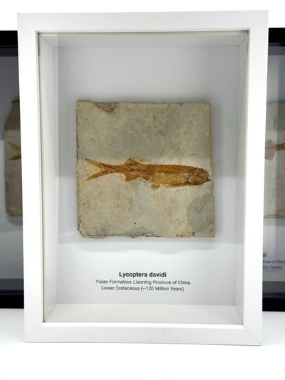 Lycoptera davidi Fish Fossil from China in Large Deep Box Frame - FossilsAndMore