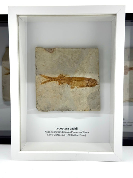 Lycoptera davidi Fish Fossil from China in Large Deep Box Frame - FossilsAndMore
