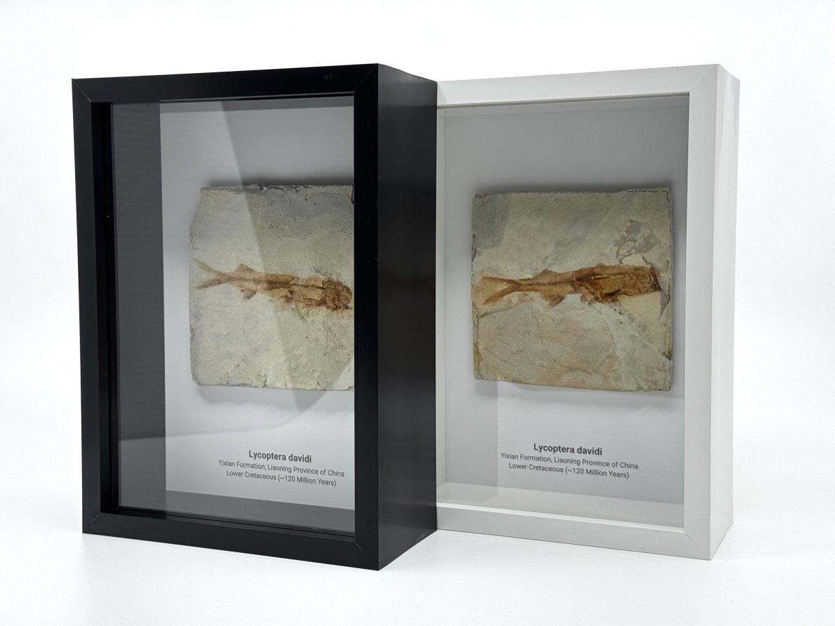 Lycoptera davidi Fish Fossil from China in Large Deep Box Frame - FossilsAndMore