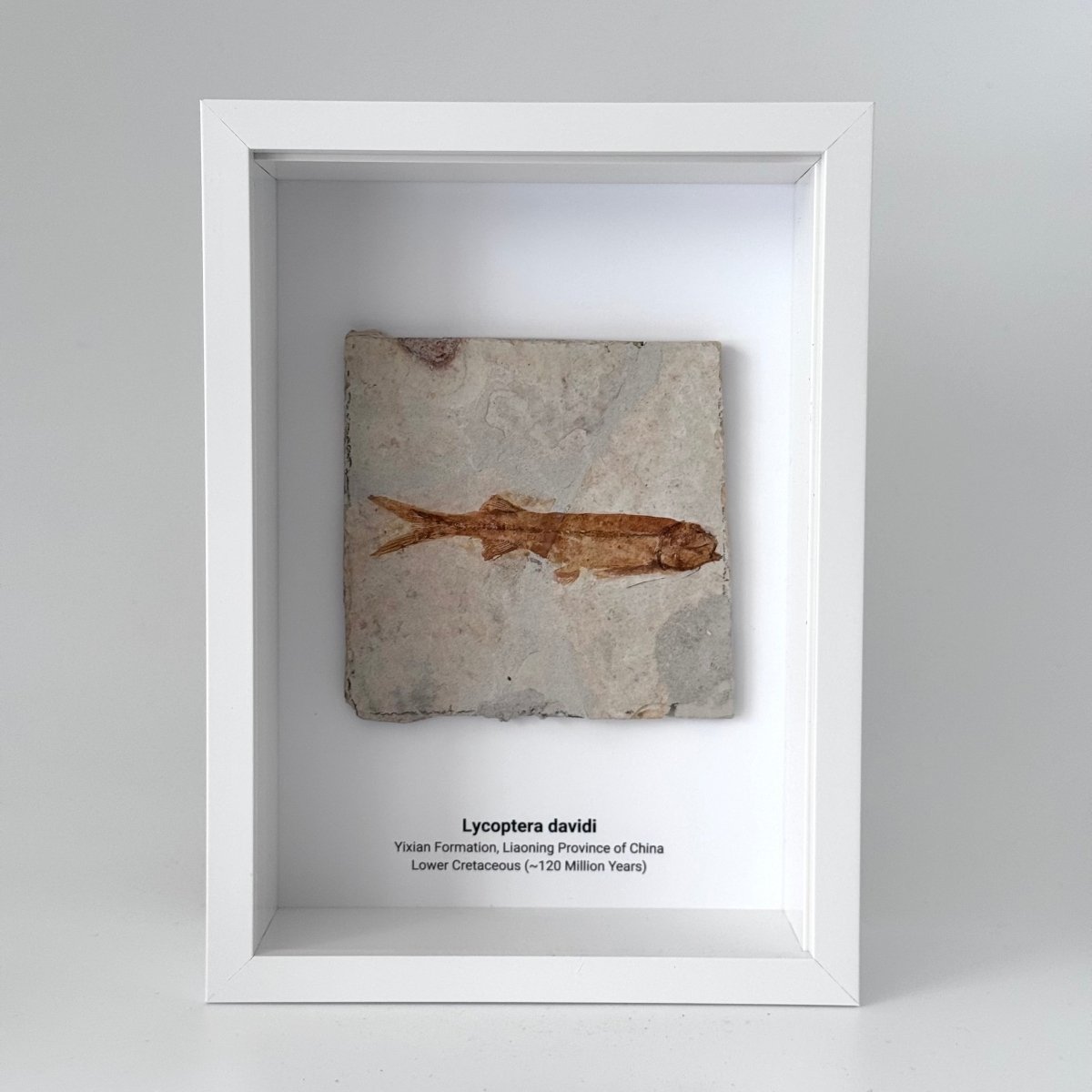 Lycoptera davidi Fish Fossil from China in Large Deep Box Frame - FossilsAndMore