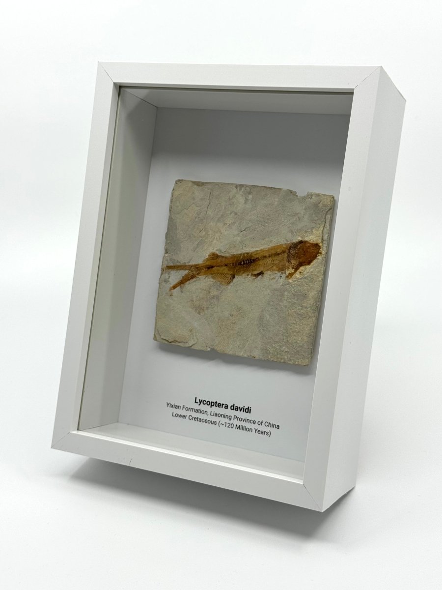 Lycoptera davidi Fish Fossil from China in Large Deep Box Frame - FossilsAndMore