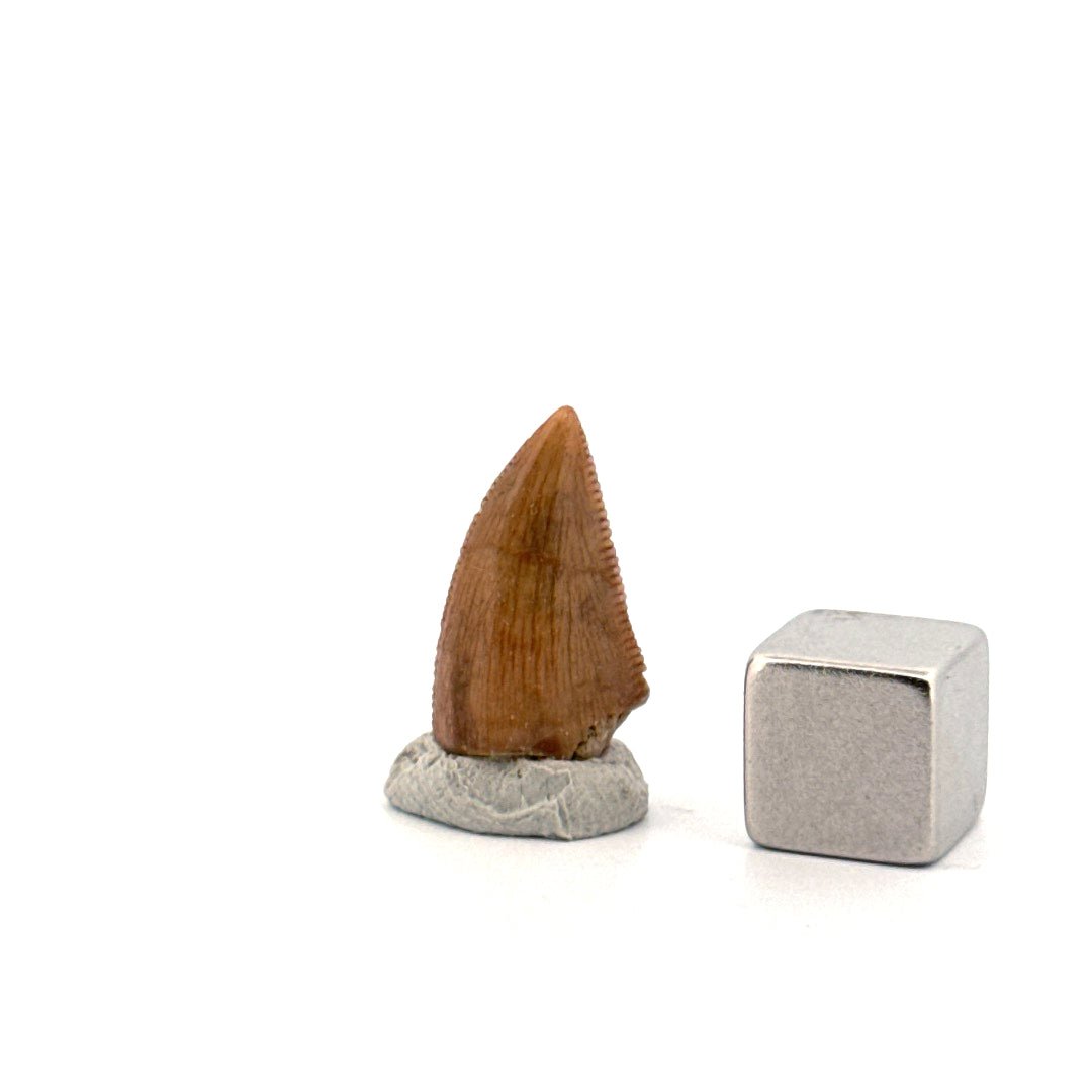Majungasaurus Dinosaur Tooth from Late Cretaceous, Madagascar (0.70") - FossilsAndMore