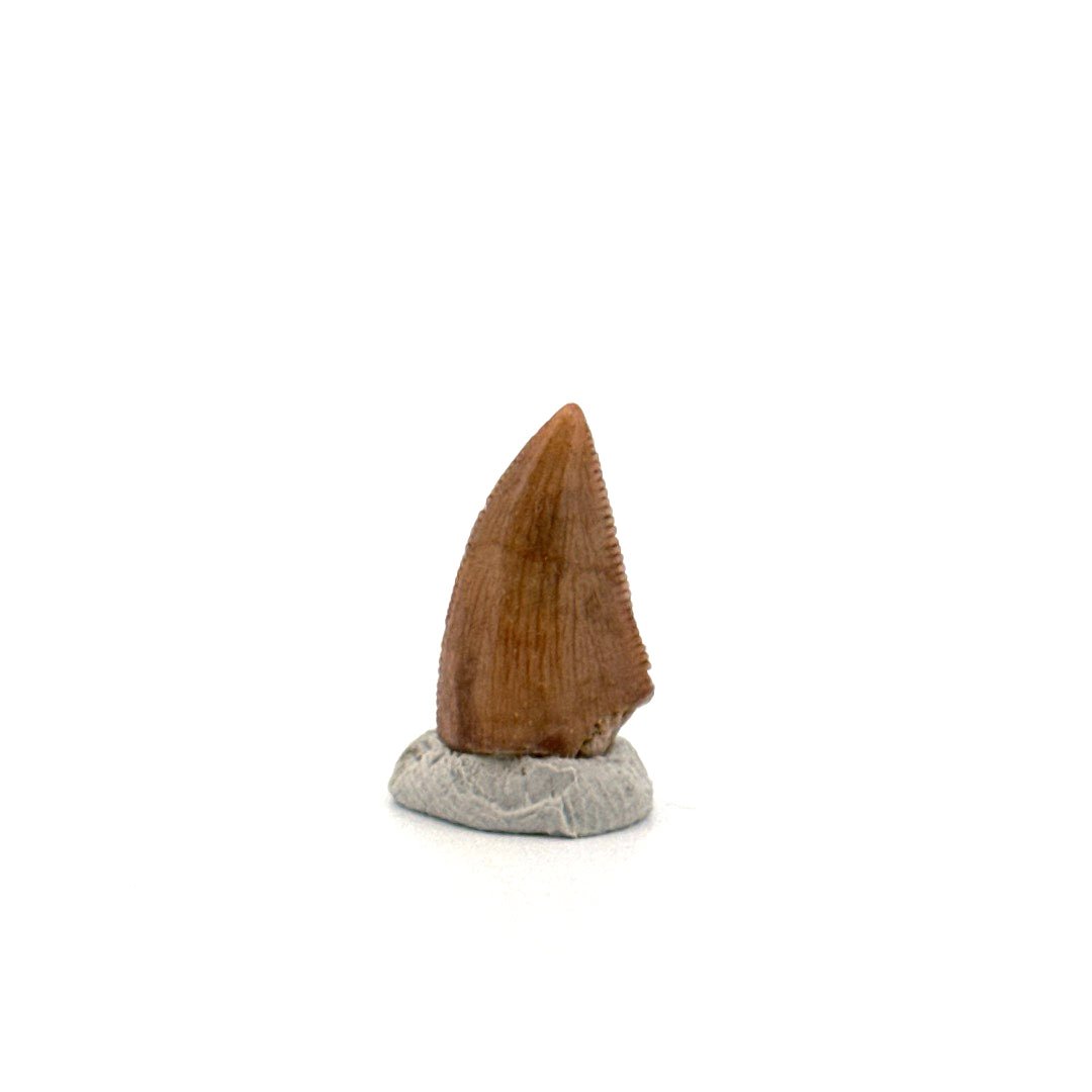 Majungasaurus Dinosaur Tooth from Late Cretaceous, Madagascar (0.70") - FossilsAndMore
