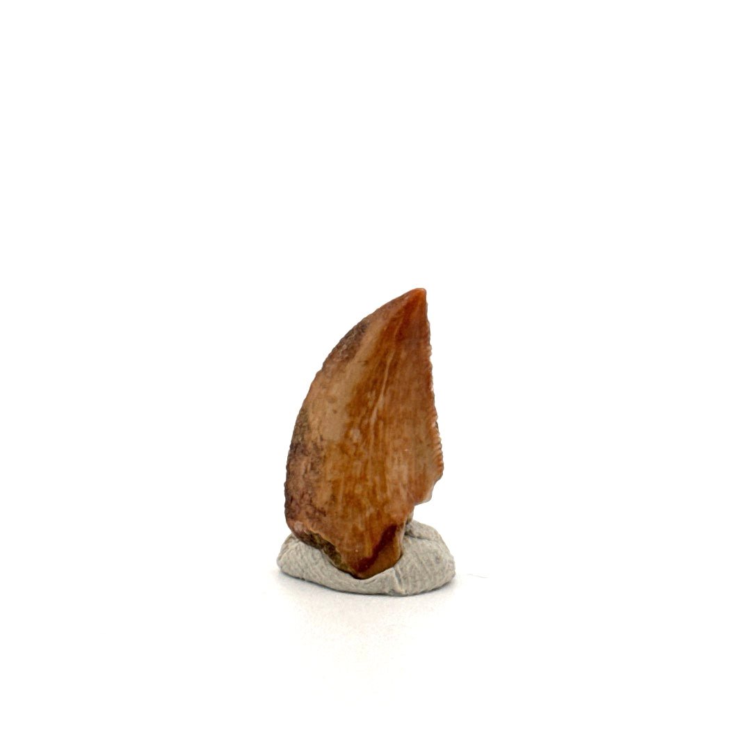 Majungasaurus Dinosaur Tooth from Late Cretaceous, Madagascar (0.82") - FossilsAndMore
