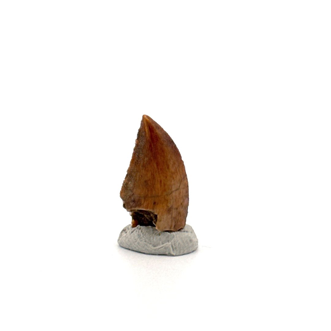 Majungasaurus Dinosaur Tooth from Late Cretaceous, Madagascar (0.82") - FossilsAndMore