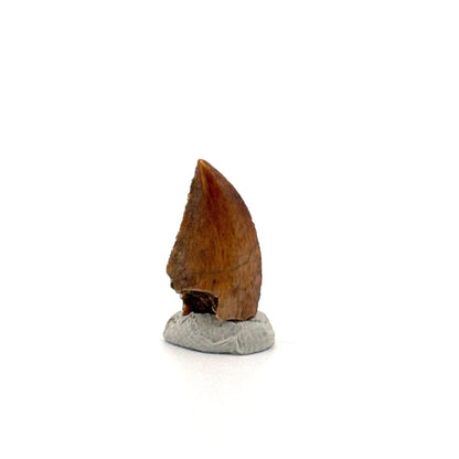 Majungasaurus Dinosaur Tooth from Late Cretaceous, Madagascar (0.82") - FossilsAndMore