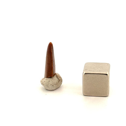 Majungasaurus Fossil Dinosaur Tooth (0.71") - Late Cretaceous, Madagascar - FossilsAndMore