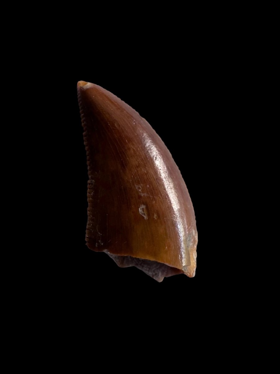 Majungasaurus Fossil Dinosaur Tooth (0.71") - Late Cretaceous, Madagascar - FossilsAndMore