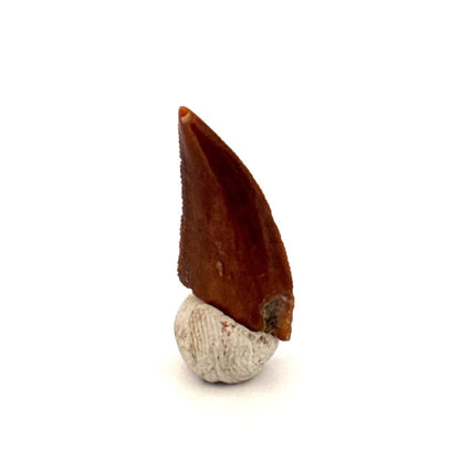 Majungasaurus Fossil Dinosaur Tooth (0.71") - Late Cretaceous, Madagascar - FossilsAndMore