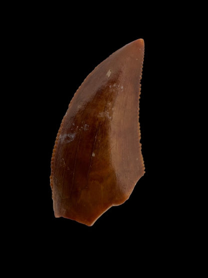 Majungasaurus Fossil Dinosaur Tooth (0.71") - Late Cretaceous, Madagascar - FossilsAndMore
