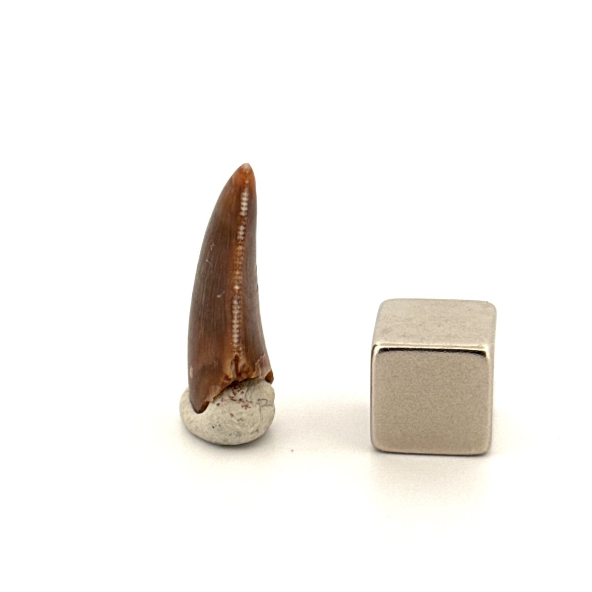 Majungasaurus Fossil Dinosaur Tooth (0.87") - Late Cretaceous, Madagascar - FossilsAndMore